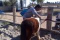 Knowing Equine Therapy